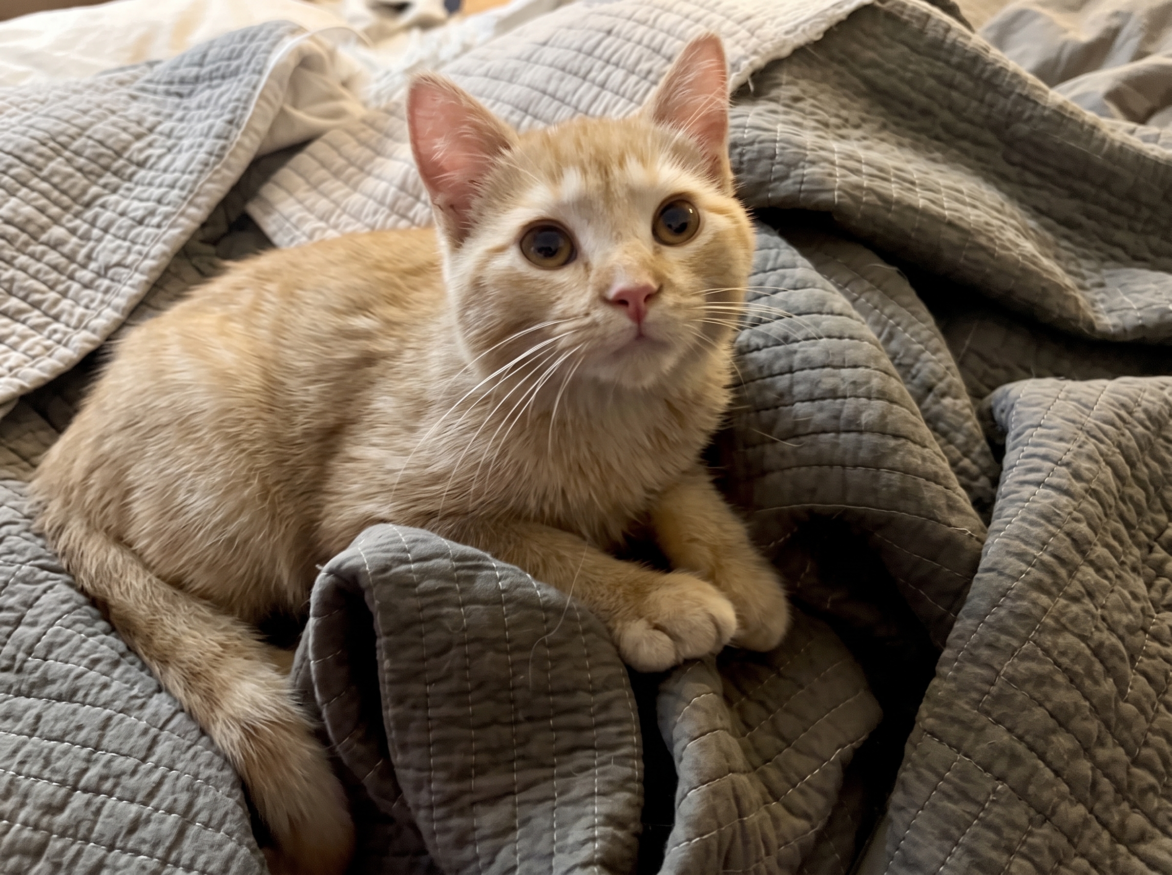 Spicy ginger kitten
