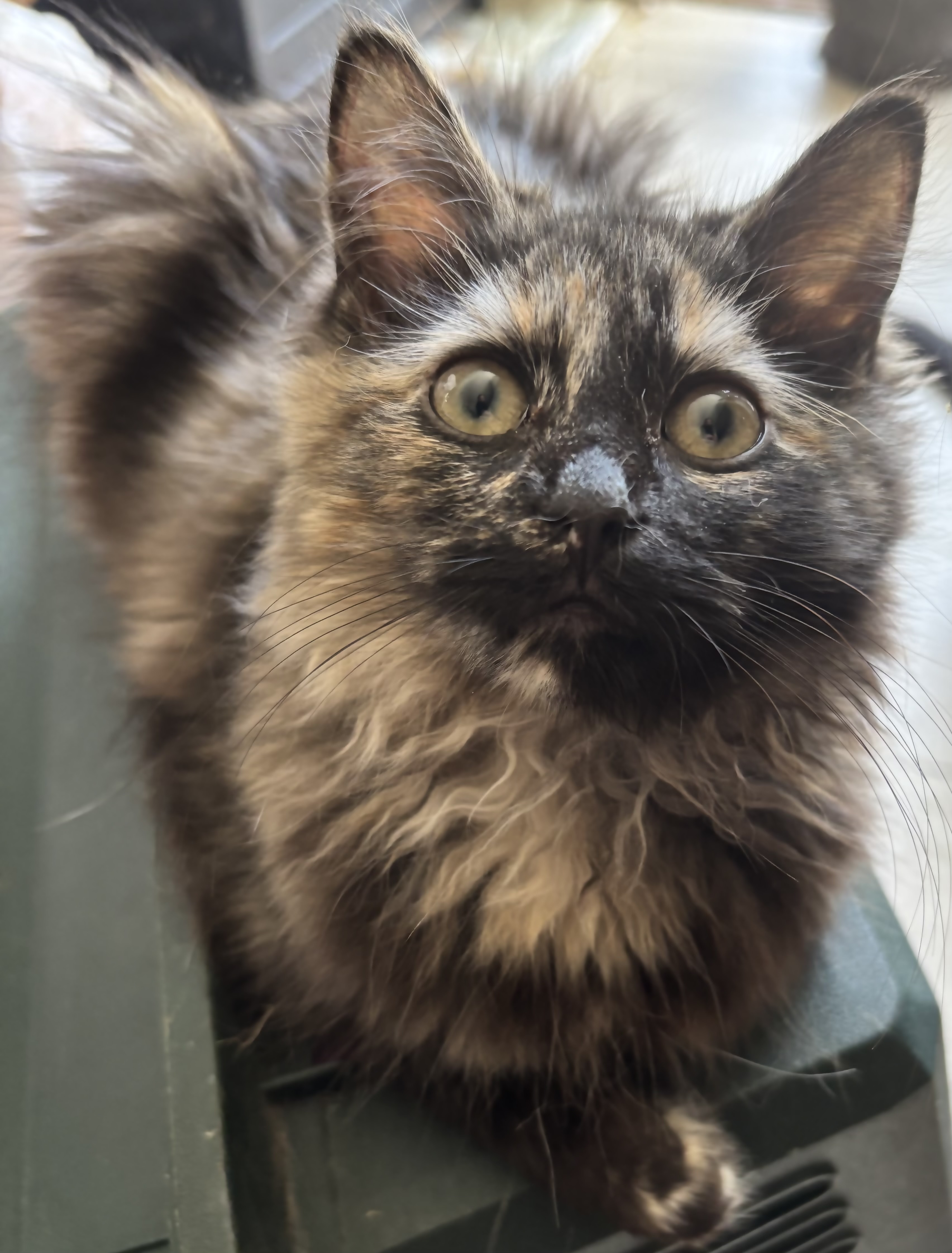 Pepper Jack, adoptable cat