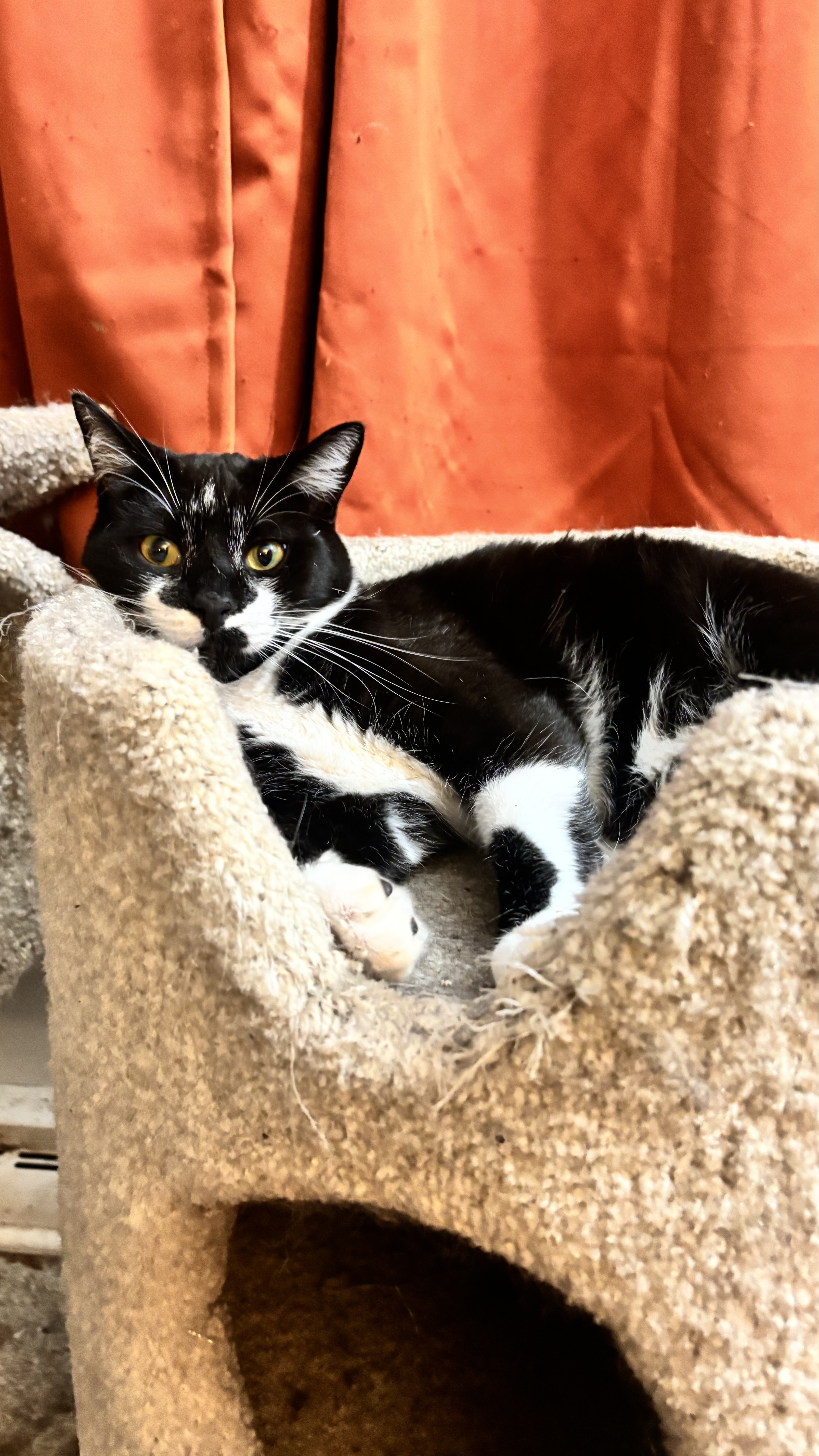 Richard the Cat